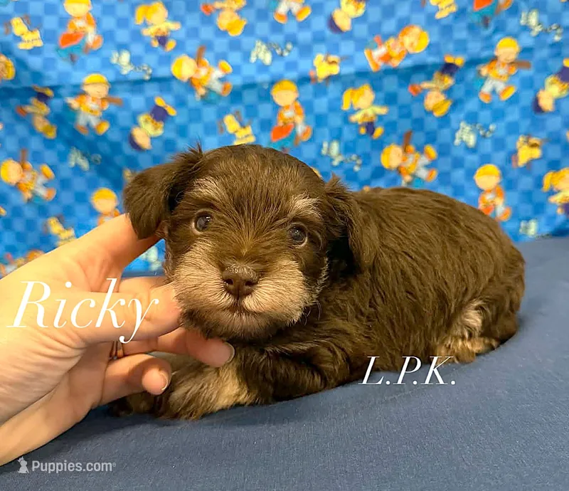 Mini Ricky male – Miniature Schnauzer puppy for sale in Winnsboro, LA