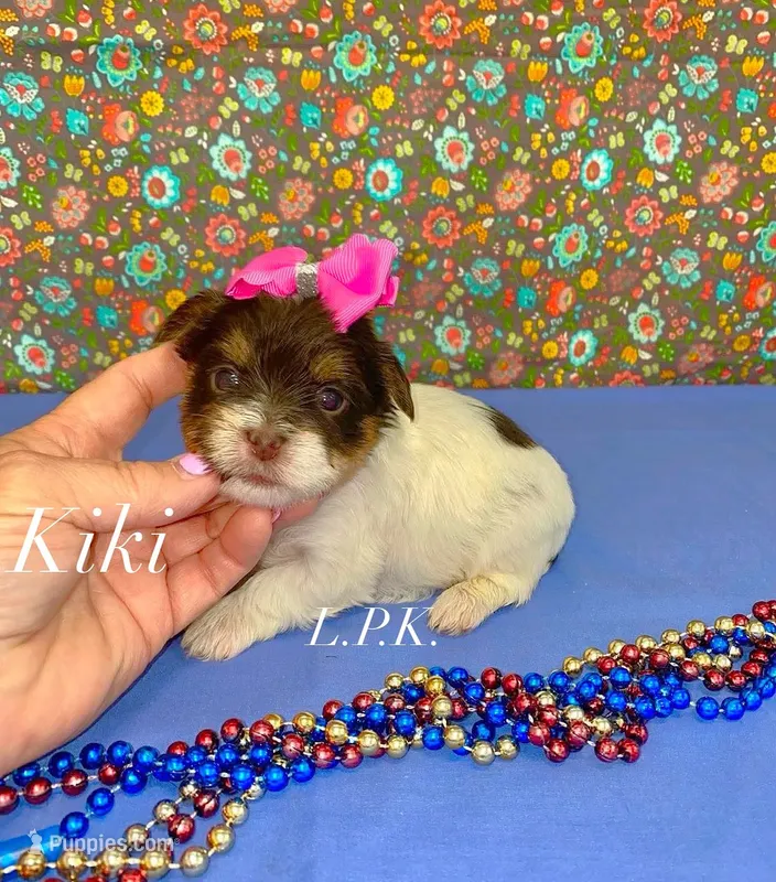 Tiny KiKi Female – Yorkshire Terrier puppy for sale in Winnsboro, LA