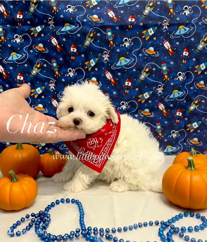 Tiny chaz – Maltese puppy for sale in Winnsboro, LA