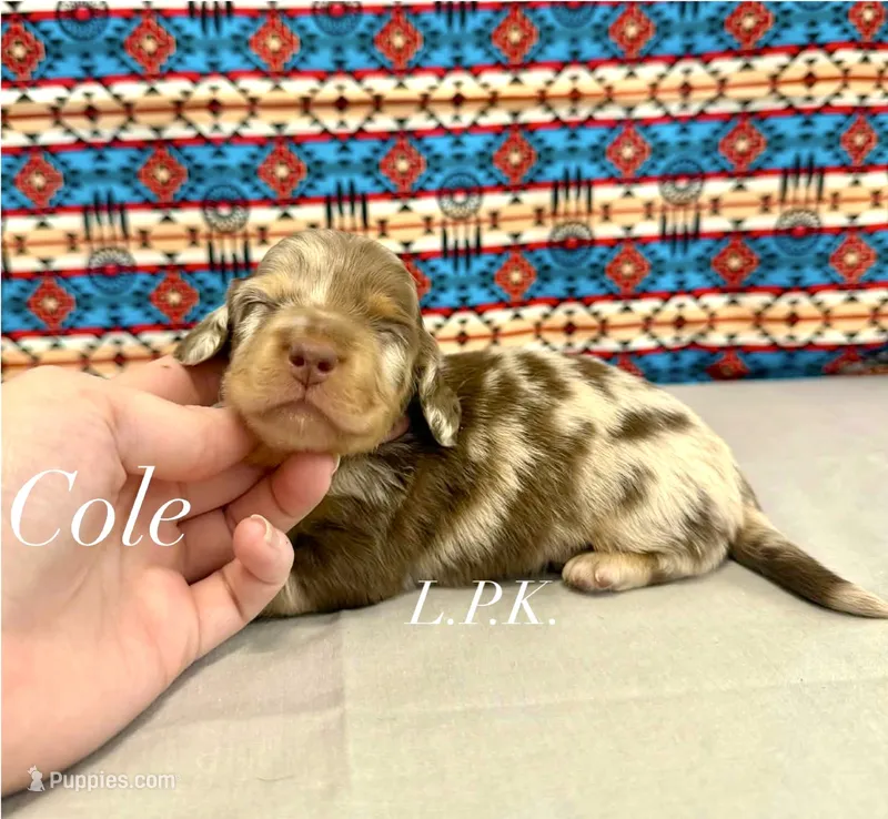 cole – Miniature Dachshund puppy for sale in Winnsboro, LA
