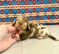 cole, a  Miniature Dachshund for sale in Winnsboro, LA – 1 of 1