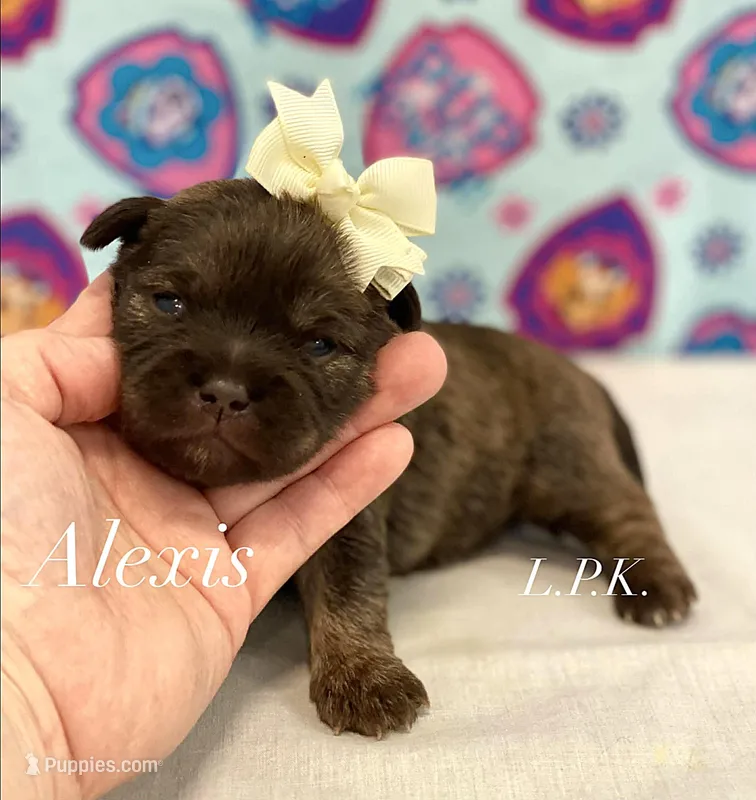 Tiny Alexis female – Shih Tzu puppy for sale in Winnsboro, LA