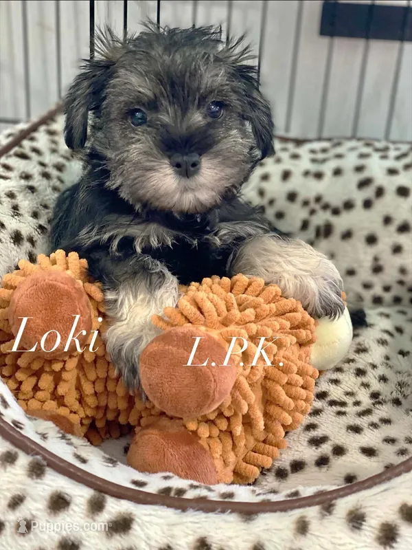 Mini Loki male – Miniature Schnauzer puppy for sale in Winnsboro, LA