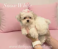 Tiny Snow white, a female Poodle - Toy  for sale in Winnsboro, LA – 1 of 1