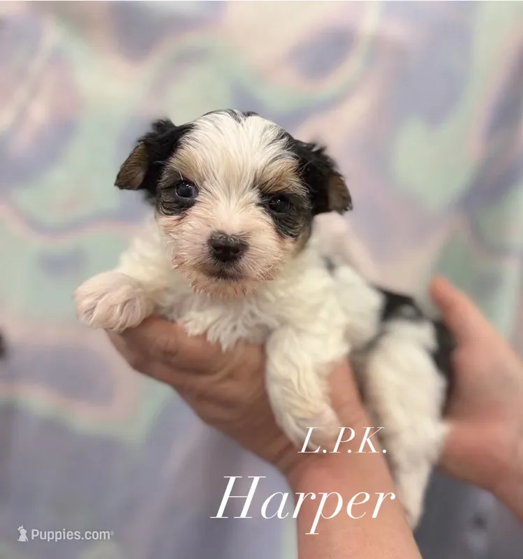 Tiny Harper – Yorkshire Terrier puppy for sale in Winnsboro, LA