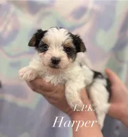 Tiny Harper, a female Yorkshire Terrier for sale in Winnsboro, LA – 1 of 2