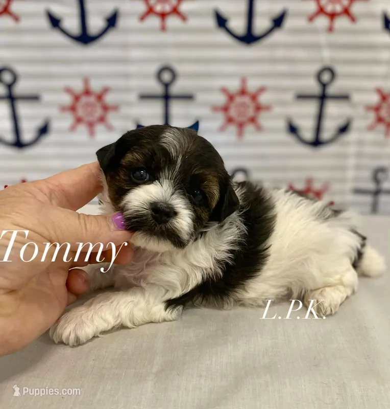 Tiny Tommy male yorkiepoo – Yorkipoo puppy for sale in Winnsboro, LA