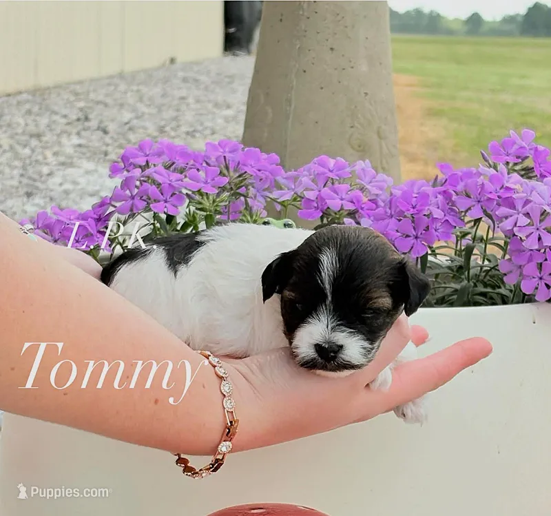 Tiny Tommy male yorkiepoo – Yorkipoo puppy for sale in Winnsboro, LA