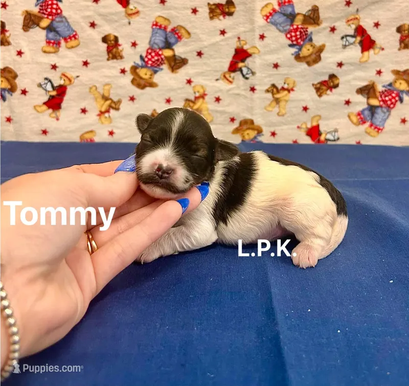 Tiny Tommy male yorkiepoo – Yorkipoo puppy for sale in Winnsboro, LA