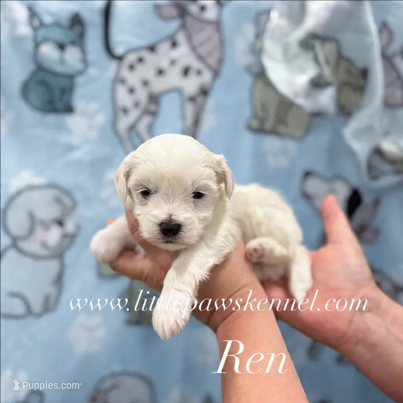 Tiny Ren – Maltipoo puppy for sale in Winnsboro, LA