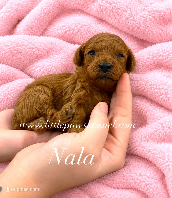 Tiny Nala – Poodle - Toy  puppy for sale in Winnsboro, LA