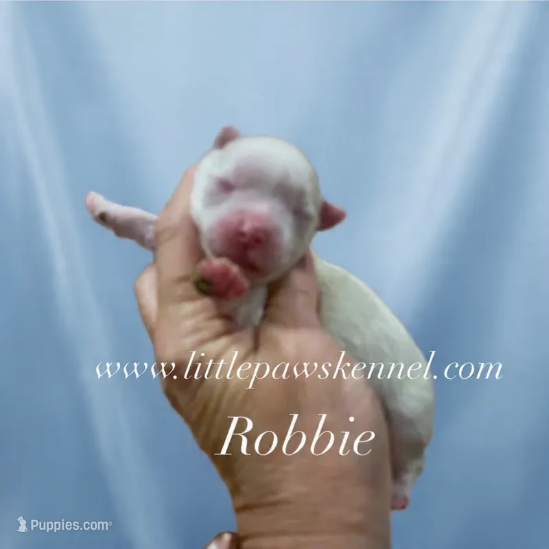 Robbie – Maltese puppy for sale in Winnsboro, LA