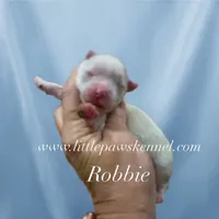Robbie, a male Maltese for sale in Winnsboro, LA – 1 of 1