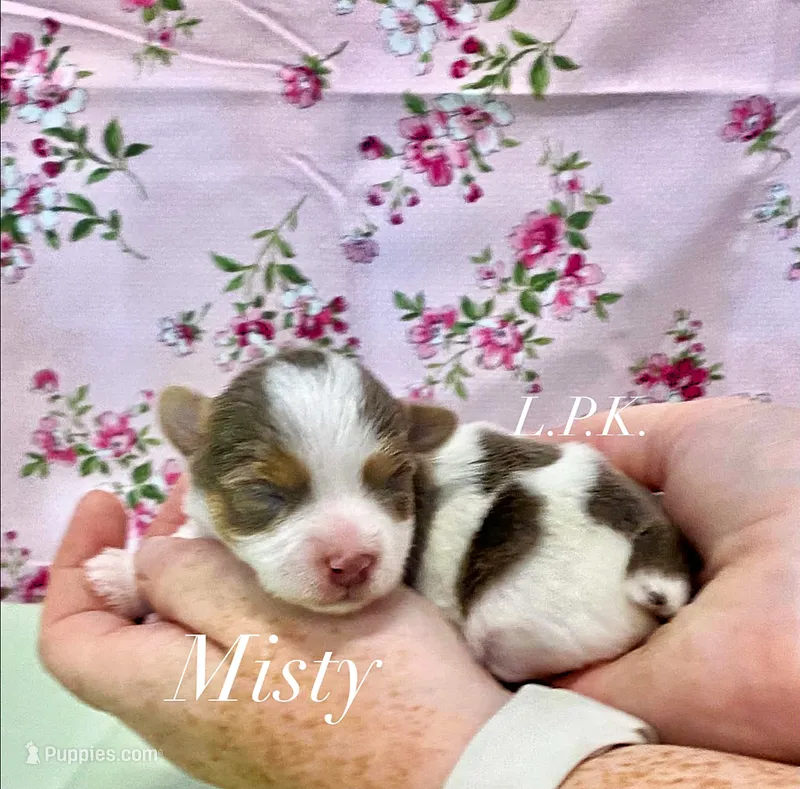 Tiny Misty Female – Yorkshire Terrier puppy for sale in Winnsboro, LA
