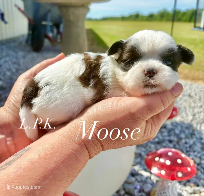 Tiny Toy Moose male – Shih Tzu puppy for sale in Winnsboro, LA