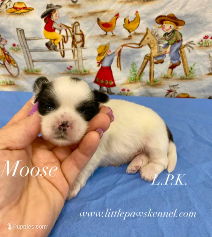 Tiny Toy Moose male – Shih Tzu puppy for sale in Winnsboro, LA