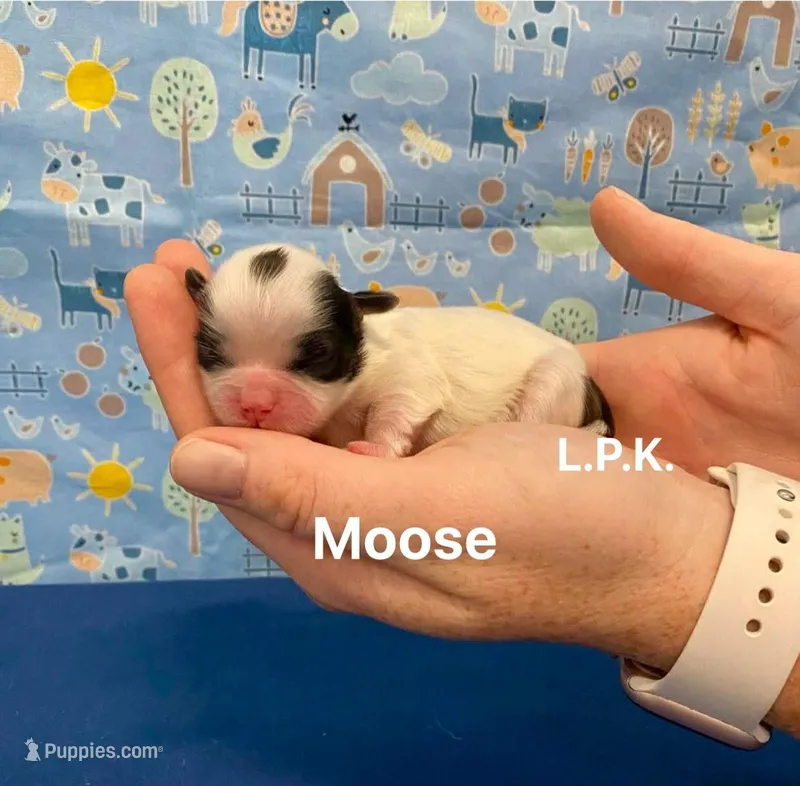 Tiny Toy Moose male – Shih Tzu puppy for sale in Winnsboro, LA