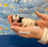 Tiny Toy Moose male, a male Shih Tzu for sale in Winnsboro, LA – Photo 2 of 2