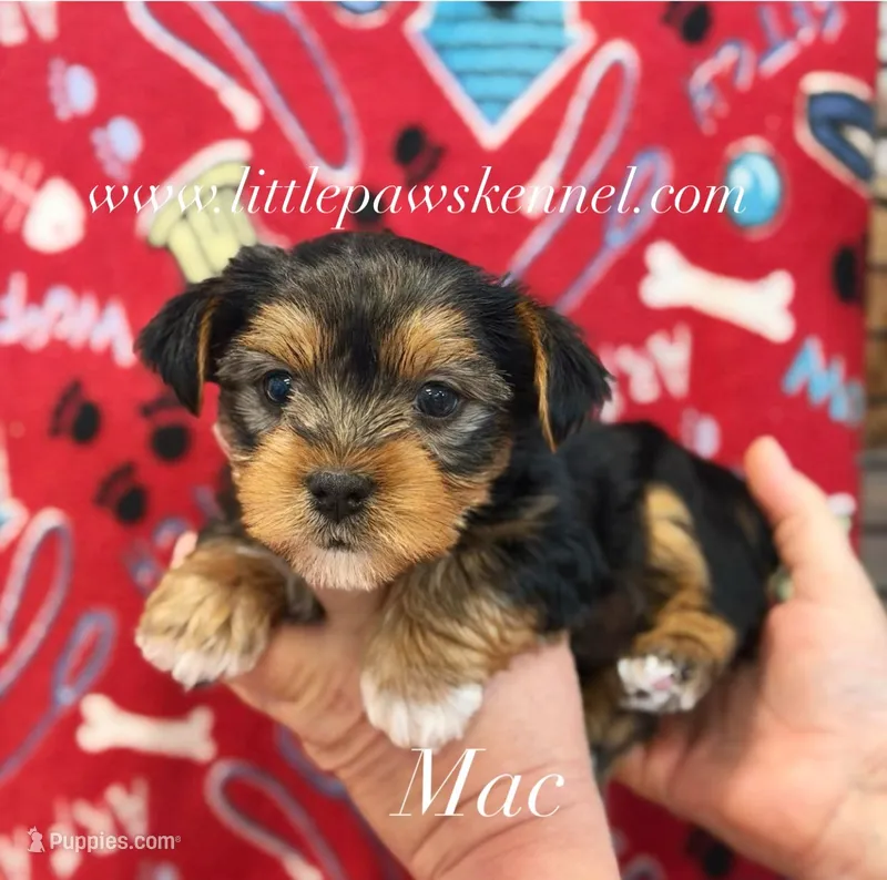 Mac – Yorkshire Terrier puppy for sale in Winnsboro, LA
