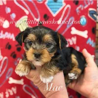 Mac, a male Yorkshire Terrier for sale in Winnsboro, LA – 1 of 1