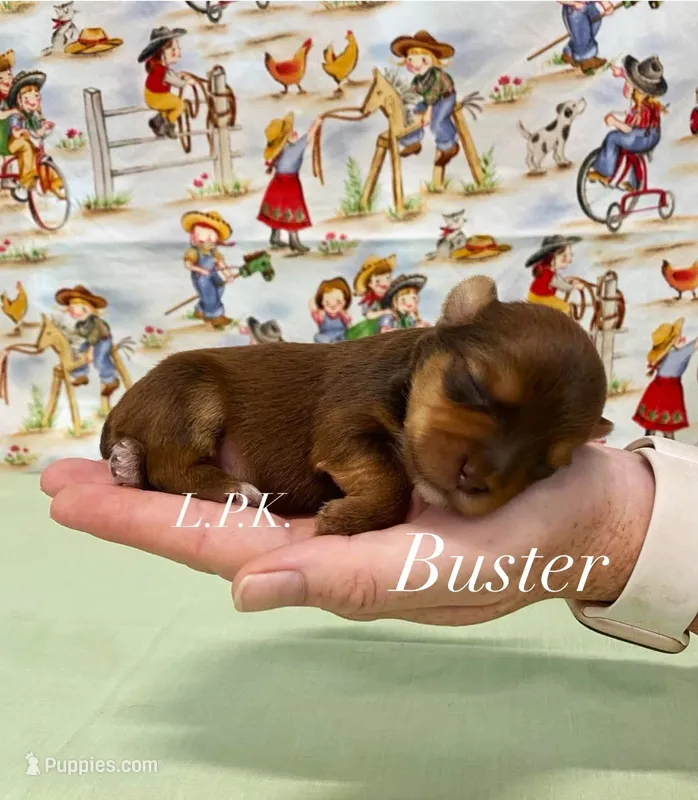 Tiny Buster male – Yorkshire Terrier puppy for sale in Winnsboro, LA