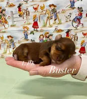 Tiny Buster male, a female Yorkshire Terrier for sale in Winnsboro, LA – 1 of 1
