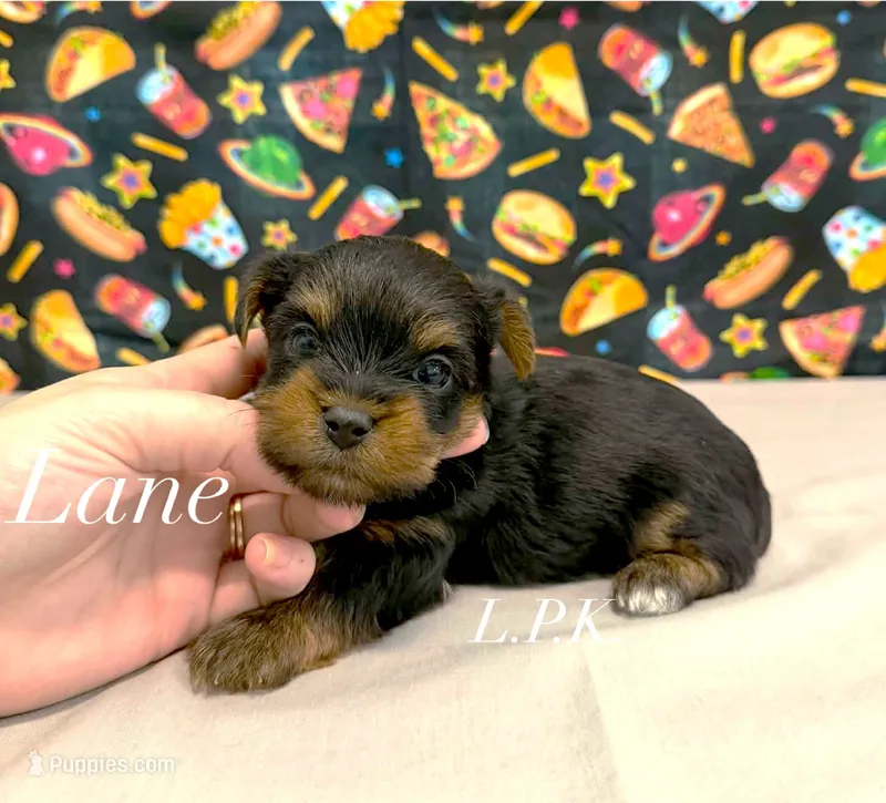 Tiny Lane male – Yorkshire Terrier puppy for sale in Winnsboro, LA