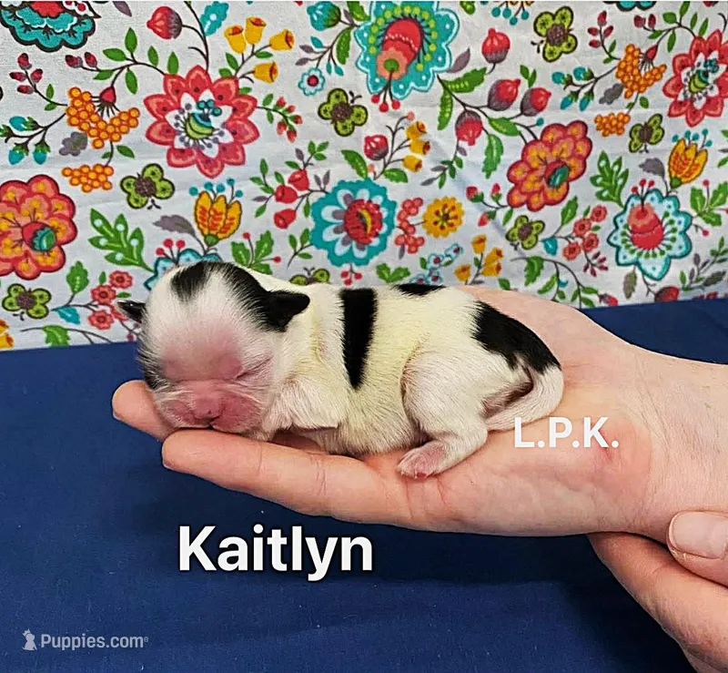 Tiny Kaitlyn Female Shih-Tzu – Shih Tzu puppy for sale in Winnsboro, LA