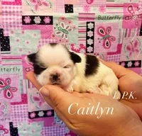 Tiny Kaitlyn Female Shih-Tzu, a female Shih Tzu for sale in Winnsboro, LA – Photo 1 of 2