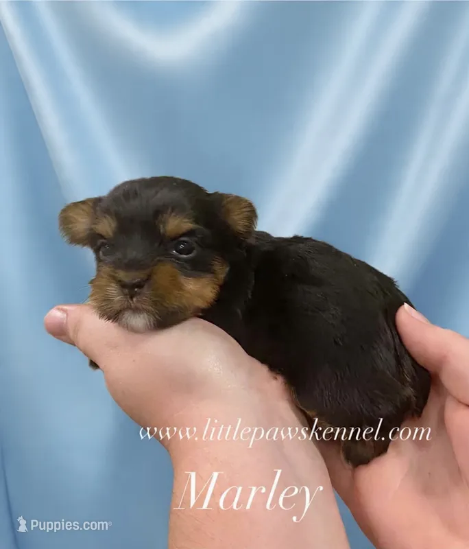 Marley – Yorkshire Terrier puppy for sale in Winnsboro, LA