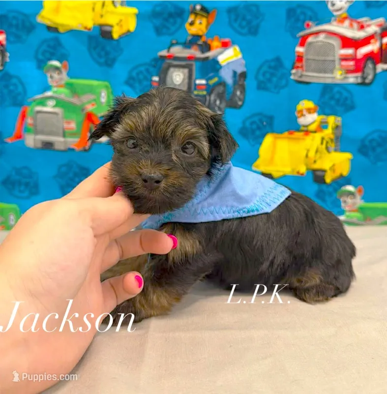 Tiny Jackson male – Yorkshire Terrier puppy for sale in Winnsboro, LA