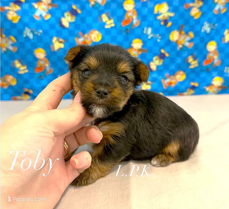 Tiny Toby male – Yorkshire Terrier puppy for sale in Winnsboro, LA