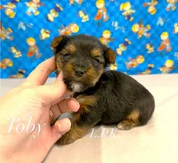 Tiny Toby male, a male Yorkshire Terrier for sale in Winnsboro, LA – 1 of 2