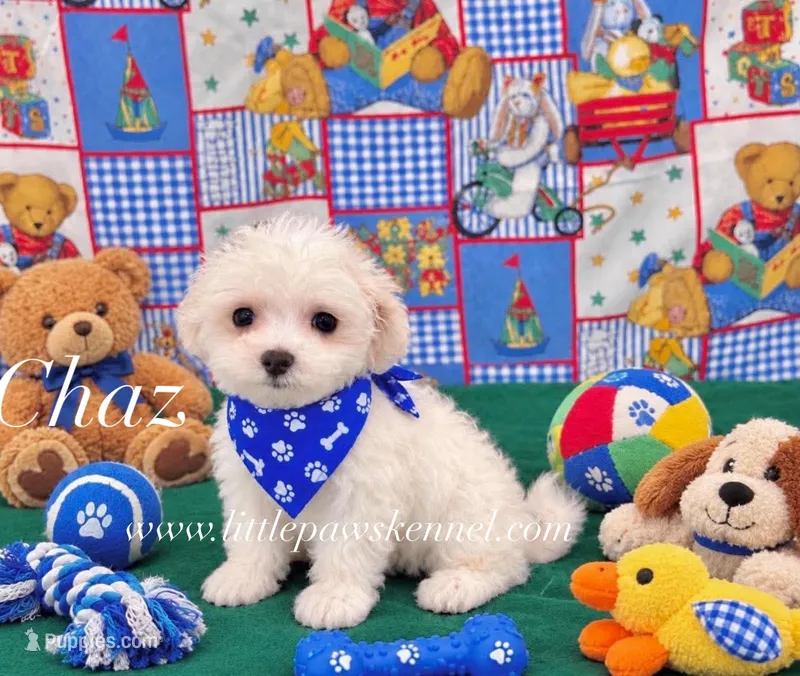 Tiny chaz male – Maltese puppy for sale in Winnsboro, LA