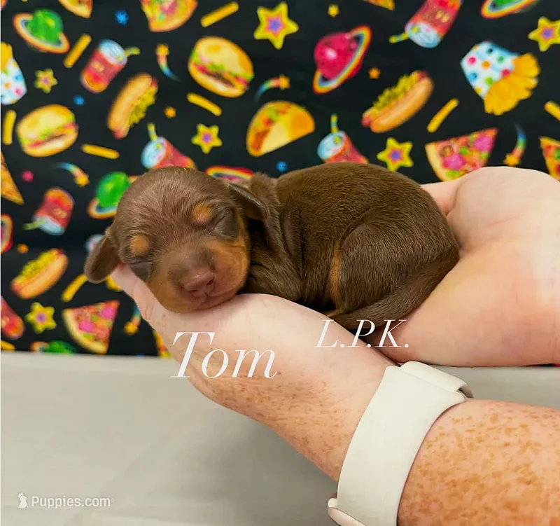 Tom – Miniature Dachshund puppy for sale in Winnsboro, LA