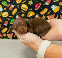 Tom, a male Miniature Dachshund for sale in Winnsboro, LA – 1 of 1
