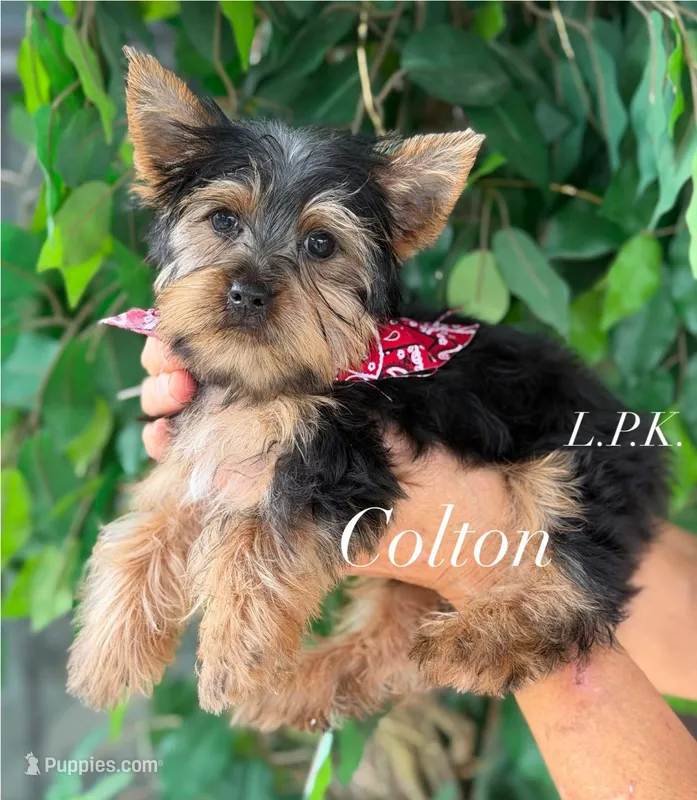 Tiny Colton  – Yorkshire Terrier puppy for sale in Winnsboro, LA