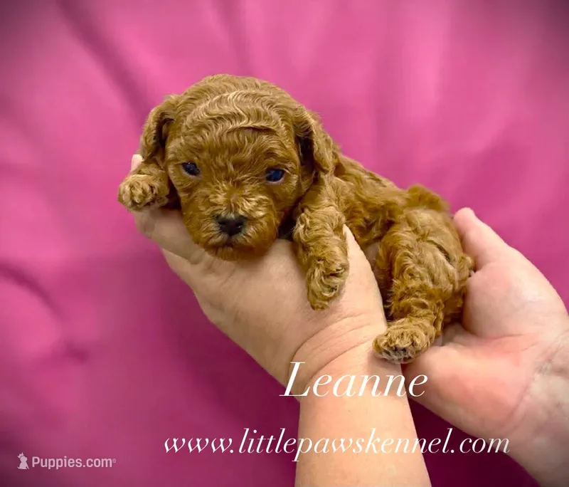 Leanne – Poodle - Toy  puppy for sale in Winnsboro, LA