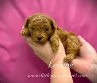 Leanne, a female Poodle - Toy  for sale in Winnsboro, LA – 1 of 1