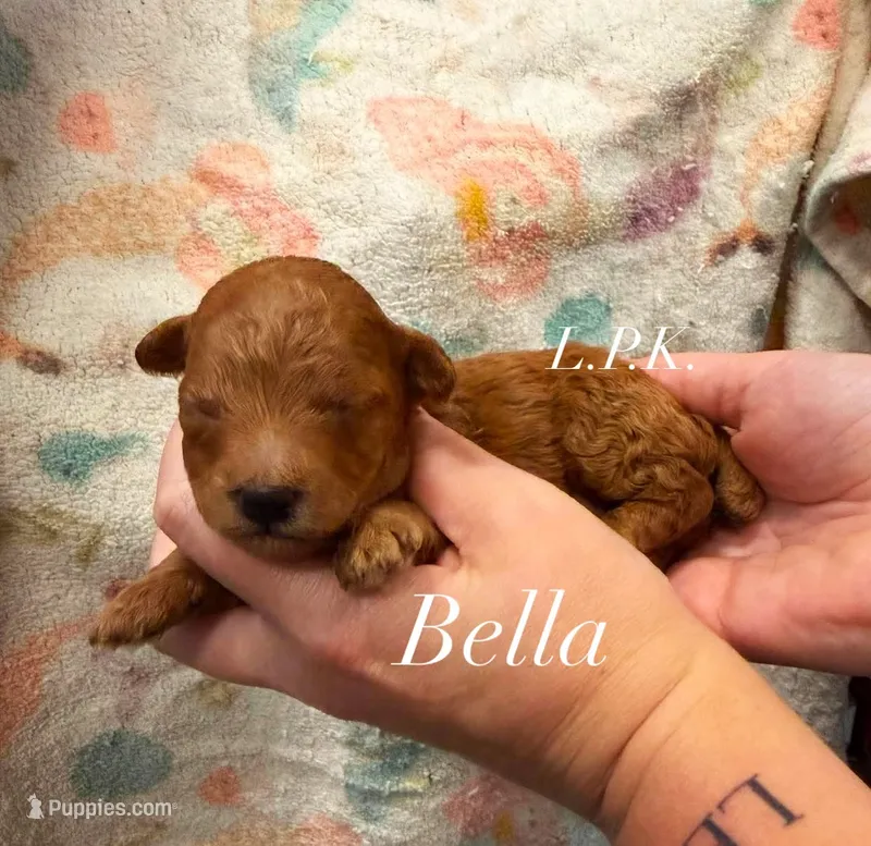 Bella – Poodle - Toy  puppy for sale in Winnsboro, LA