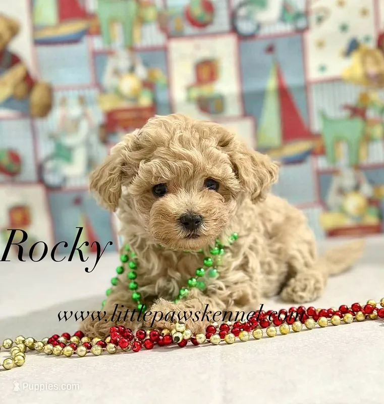 Tiny Rocky male – Maltipoo puppy for sale in Winnsboro, LA