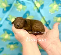 dawson, a male Poodle - Toy  for sale in Winnsboro, LA – 1 of 1