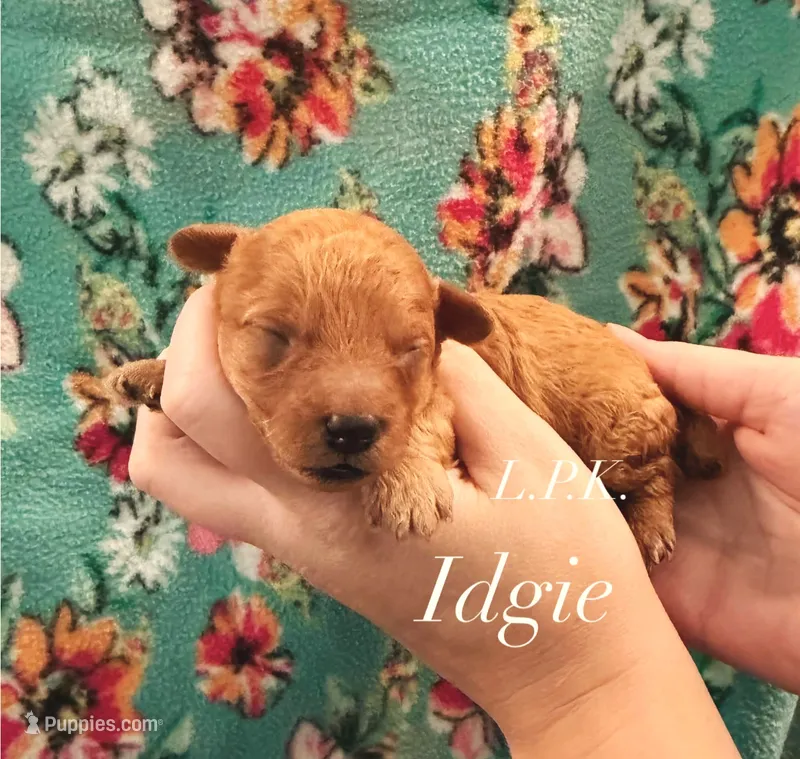 Idgie – Poodle - Toy  puppy for sale in Winnsboro, LA