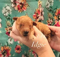 Idgie, a female Poodle - Toy  for sale in Winnsboro, LA – 1 of 1