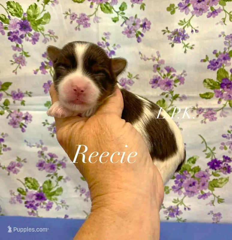 Tiny Reecie female – Yorkshire Terrier puppy for sale in Winnsboro, LA