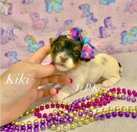 Tiny KiKi Female, a female Yorkshire Terrier for sale in Winnsboro, LA – 1 of 1