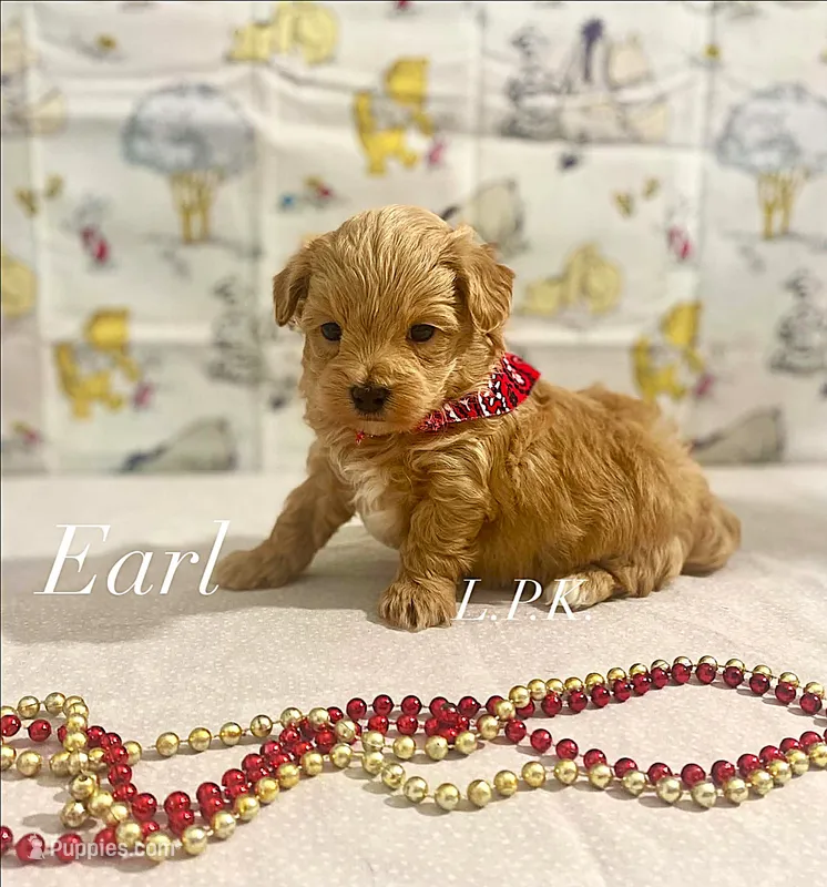 Tiny Earl – Maltipoo puppy for sale in Winnsboro, LA