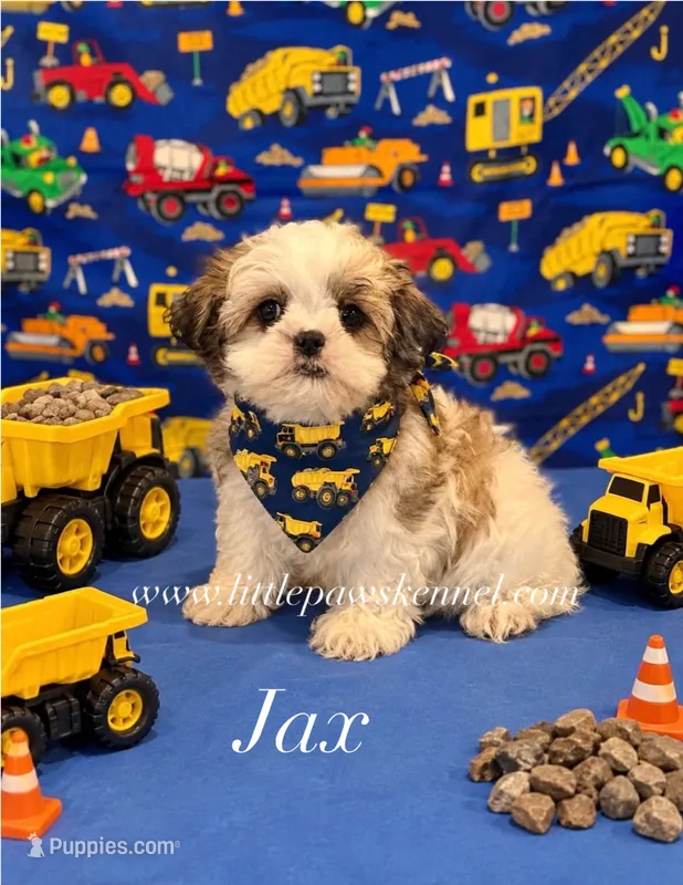 Tiny Jax – Mal Shi puppy for sale in Winnsboro, LA