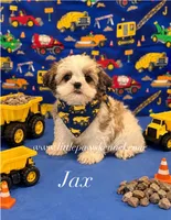 Tiny Jax male Malshi, a male Mal Shi for sale in Winnsboro, LA – 1 of 3