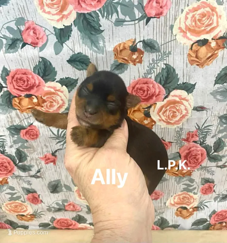 Tiny Ally, BBB Accredited 